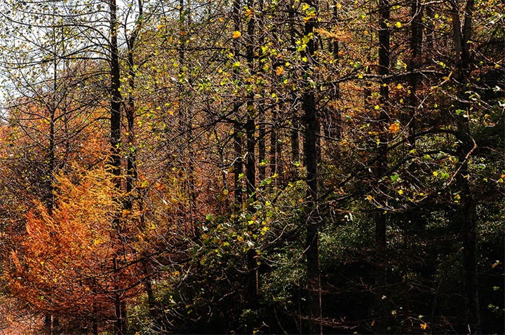 ��ɽ����ɫ