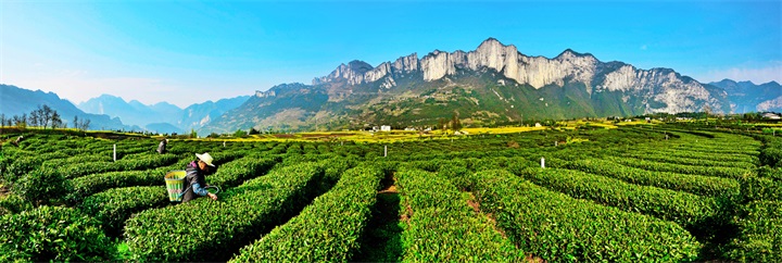 ֯����ɫչ����