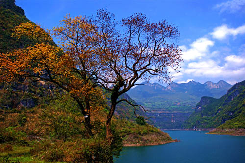 �����彭�����