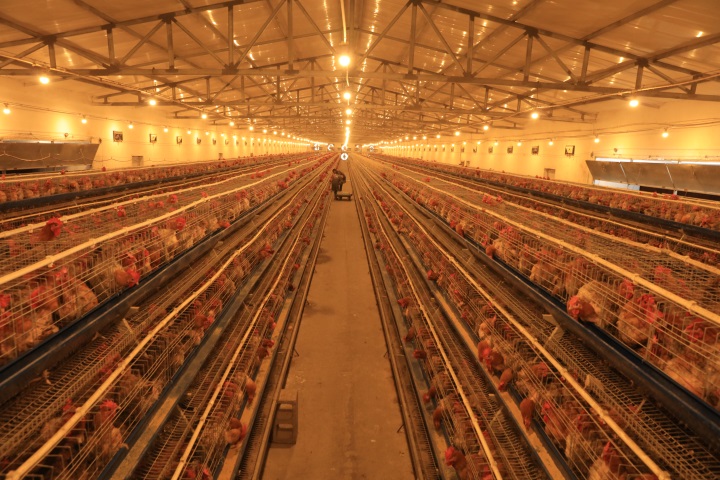 ��ģ��ֳ�ɹ�ϲ��