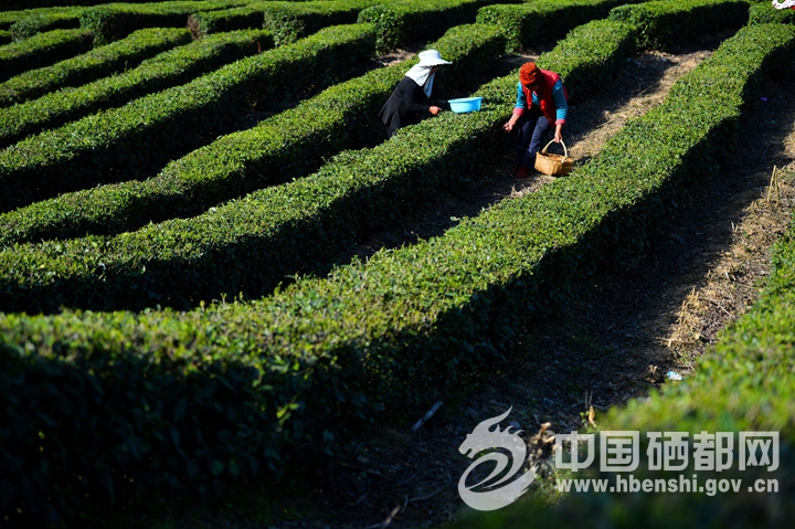 �׷�ڴ崺��Ũ�� ���ʢ��������������ͼ��