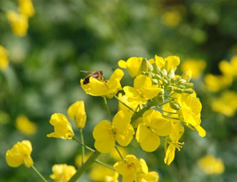 ����ĽŲ�������ͼ��