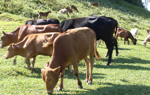 ��ţ��ֳ����