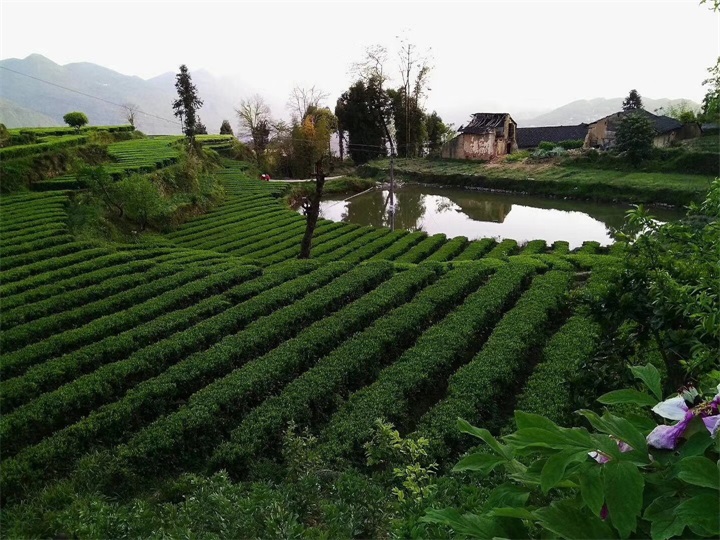 ��������ӳ���Ƴ��л���԰