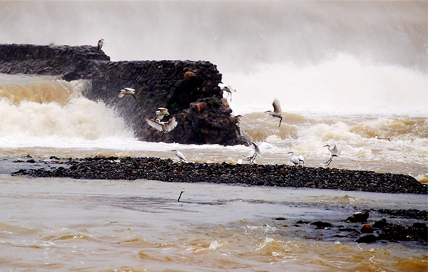 �彭�����˷ɸ�