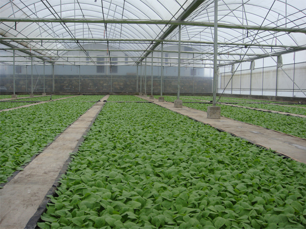 ��������Ҷ�������