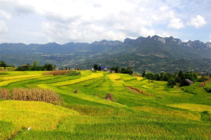 ɽ������