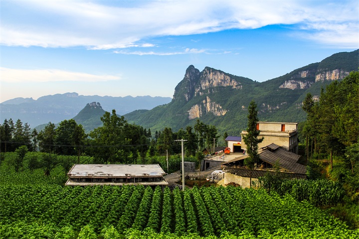 ��Ҷ����