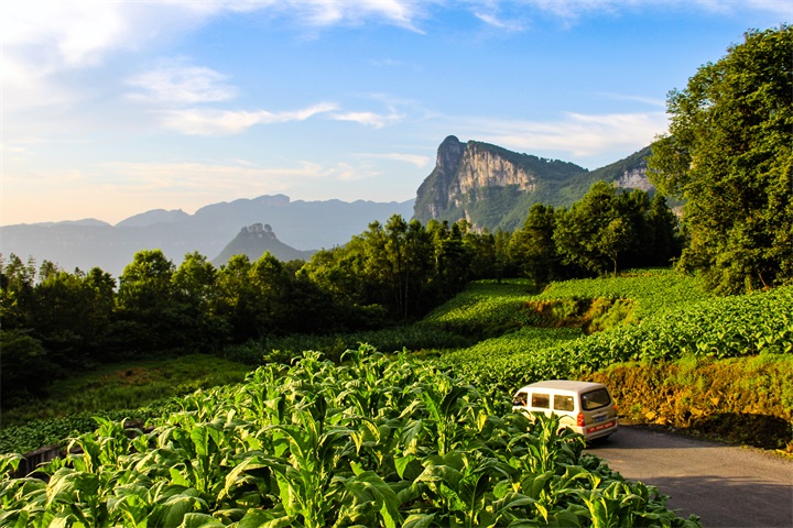 ��Ҷ����